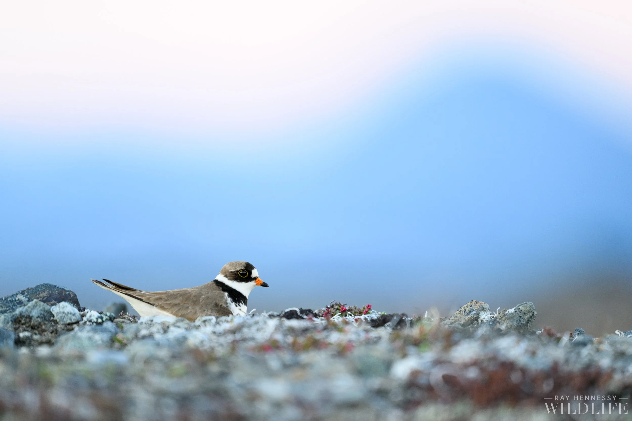 Semipalmated Plover Nest — Ray Hennessy Wildlife